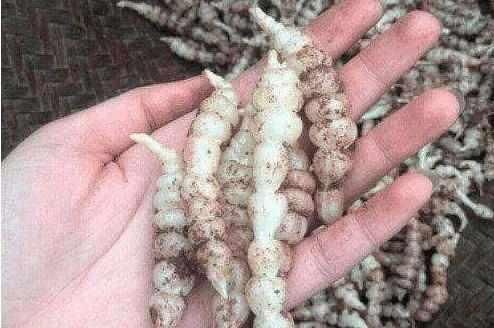 星空体育APP网站:陈履生:让大学博物馆更有专业精神(图1) 星空体育APP