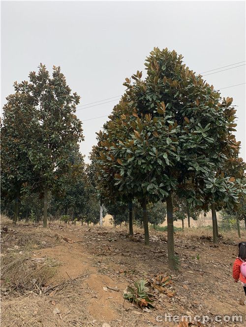 【星空体育APP网站】明末画家杨文骢《白日掩荆扉图》赏析(图1) 星空体育APP