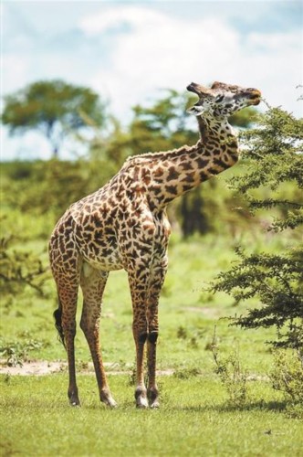 快讯-再下一城!曼朱基奇补射破门 尤文2-0领先‘星空体育APP网站’(图2) 星空体育app下载