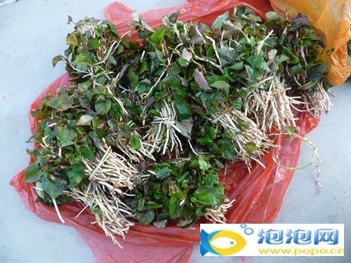 星空体育APP网站