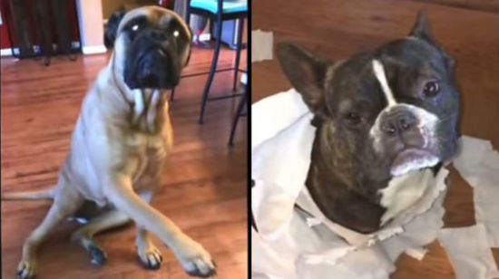 【星空体育APP网站】山东商报:卡达尔绝对是悍将,脾气火爆吃牌不少(图3) 星空体育APP网站